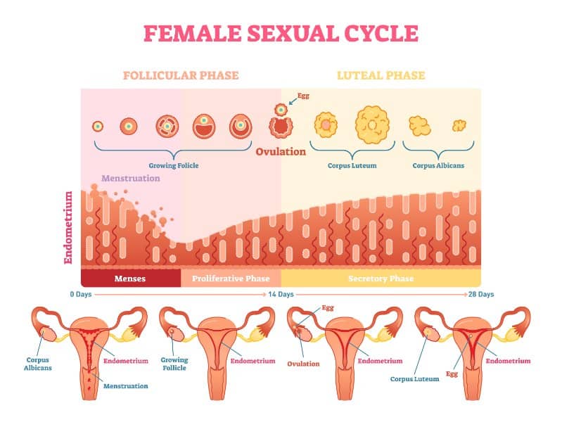qué es el ciclo menstrual